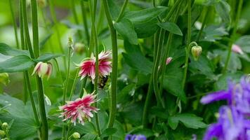 Bumblebee collecting nectar and pollen from the flowers of decorative pink aquilegia flowers. video