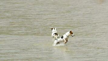 Jack-Russell-Terrierhunde, die auf den Wellen springen. Nai-Harn-Strand, Phuket video