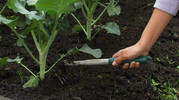 Hands works the soil with tools, broccoli plants in vegetable garden close up video