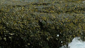 Crabs on the rock and rippled rockskipper fishes, rolling waves, close up, slow motion video