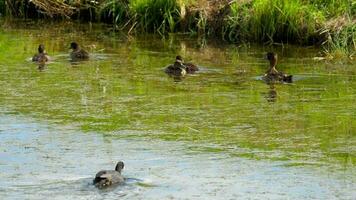 Eurasian coot  Fulica Atra  attacks the duck family, driving away mallard duck with duclings video
