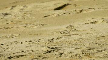 A ghost crab digging sand to make a hole on the beach video