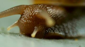 Snail gliding on the wet stone. Large white mollusk snails with light brown striped shell video