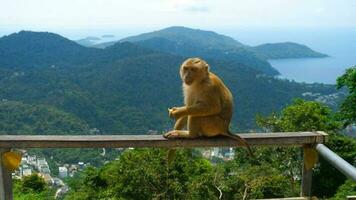 macaque sur observation Plate-forme près gros Bouddha de phuket video