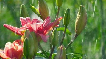 gocce di pioggia sui petali di un giglio rosa fiore, rallentatore video