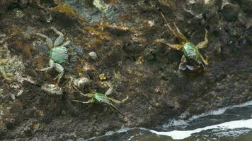 Crab on the rock at the beach, rolling waves, close up video