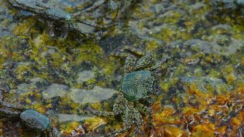 Crabs on the rock at the beach, rolling waves, close up video