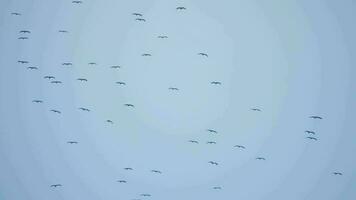 une troupeau de des oiseaux en volant dans le bleu ciel. liberté concept. silhouettes des oiseaux video