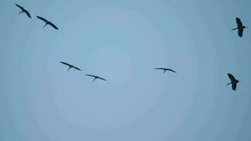 A flock of birds fly overhead in the sky. Good at background. Big flock of birds. Birds ecology and outdoor video