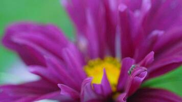 roze cosmeya bloem. mier Aan een bloem, dichtbij omhoog. zomer en natuur concept, insecten video
