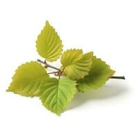 common hazel bush isolated on white background, generate ai photo