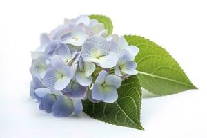 Hydrangea Blossom, Weltfrauentag Means International Womens Day , isolated on white background, generate ai photo