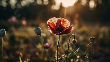 un maravilloso foto capturas el dorado hora en un campo de radiante rojo amapolas, simbolizando el belleza, resiliencia, y fuerza de naturaleza, generar ai