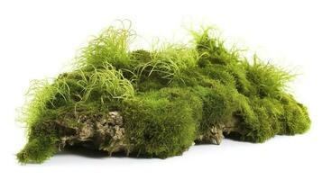 Green moss with grass isolated on white background, generate ai photo