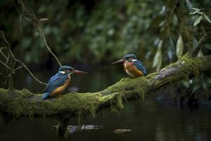 A lovely pair of Common kingfisher a beautiful blue bird perching on the branch together, fascinated nature , generate ai photo