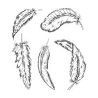 Collection of the monochrome feathers .Handmade work.Vector illustration isolated on white background vector