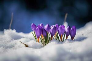 Crocuses - blooming purple flowers making their way from under the snow in early spring, closeup with space for text , generate ai photo