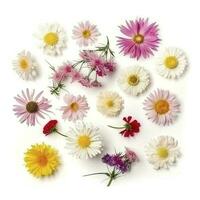 colorful daisies isolated on white background, generate ai photo