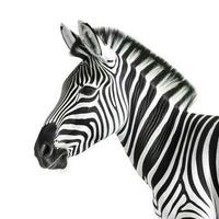 Zebra isolated on white background, generate ai photo