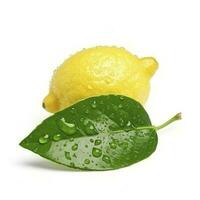 Citrus Lemon leaf with water drops isolated on white background, generate ai photo