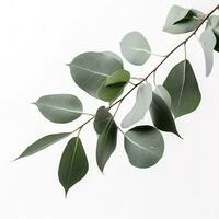 Eucalyptus branch isolated on white background. Flat lay, top view. floral concept, generate ai photo