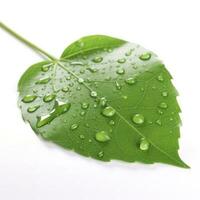 Verdant green leaf with water drops isolated on white background, generate ai photo