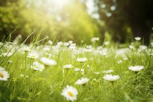 Sunny Spring Grass Meadow, Daisy Flowers , generate ai photo