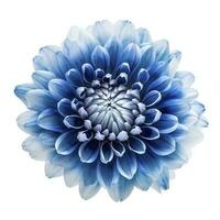 Blue flower isolated on white background, generate ai photo