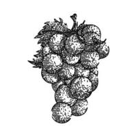 grape bunch red sketch hand drawn vector