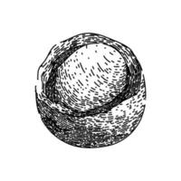 macadamia nut raw sketch hand drawn vector