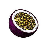 passion fruit slice sketch hand drawn vector