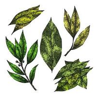 bay leaf herb set sketch hand drawn vector