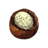 macadamia nut raw sketch hand drawn vector