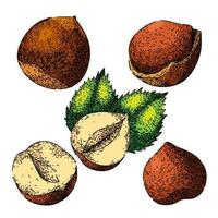 hazelnut nut set sketch hand drawn vector