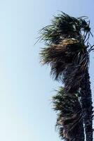 palma arboles durante muy Ventoso clima foto