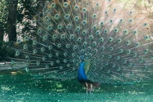 Close up of peacock showing its beautiful feathers in a parks photo