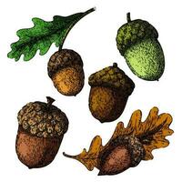 acorn nut set sketch hand drawn vector