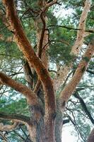 árbol en el bosque. alto árbol en el parque. foto