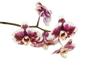 White and purple orchid flowers on the branch photo