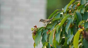 Small sparrow on cherry tree. Sparrow eating cherries on a branch. photo