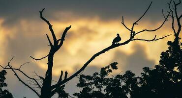 temperamental oscuro foto de paloma sentado en un rama en puesta de sol. pájaro en el árbol a puesta de sol paisaje.