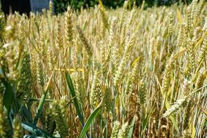 Field of wheat. Golden wheat field. Ripe wheat grains on the field. Wheat harvesting. photo