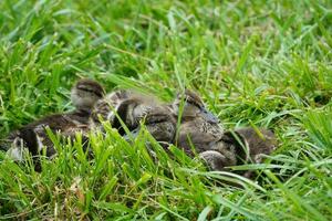 Ducklings on the grass. Small ducks near the lake. photo