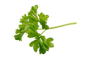 Parsley isolated on white background photo