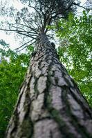 Vertical view of whole tree in the forest. photo