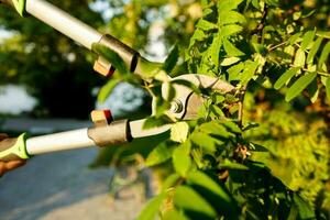 Person using pruning shears to cut the stem of the tree. Gardening. photo