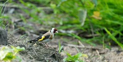 Goldfinch bird in the wild. Wild bird's photography in the forest. photo