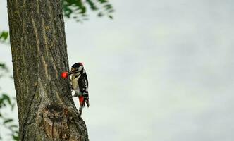 pájaro carpintero comiendo Cereza en un árbol. vistoso pájaro carpintero paisaje. foto