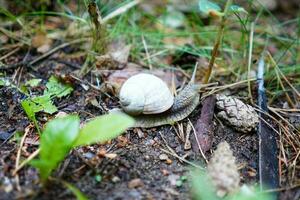 pequeño caracol en el bosque foto