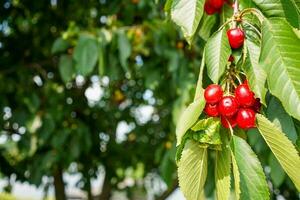 rojo cerezas en un árbol. maduro cerezas. jugoso cerezas creciente en Cereza árbol. foto